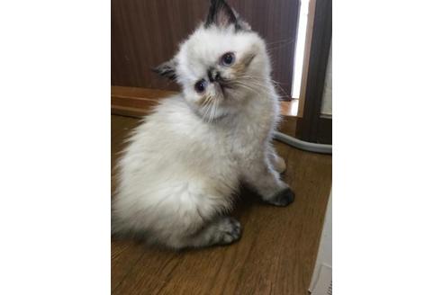 成約済の京都府のエキゾチックショートヘア-2425の2枚目