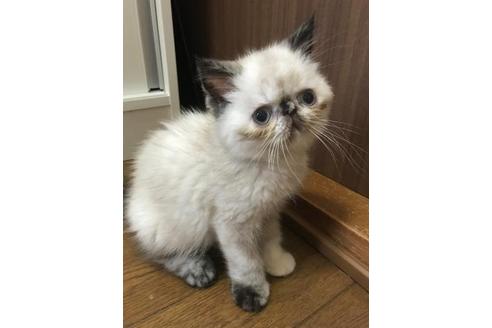 成約済の京都府のエキゾチックショートヘア-2425の1枚目