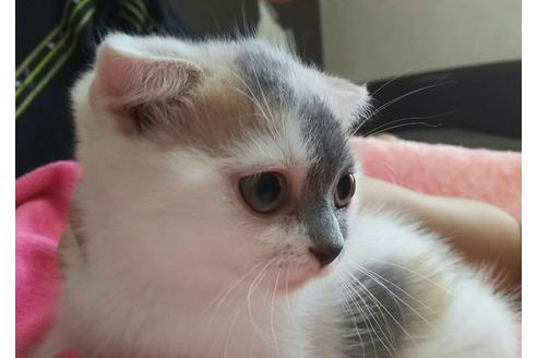成約済の愛知県のスコティッシュフォールド-2423の5枚目