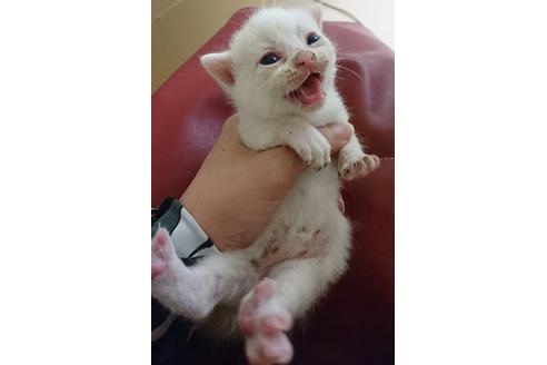 成約済の岐阜県のスコティッシュフォールド-2443の4枚目