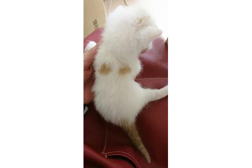 成約済の岐阜県のスコティッシュフォールド-2443の3枚目