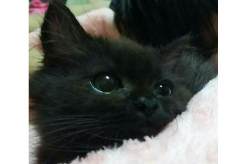 成約済の愛知県のマンチカン-2458の4枚目