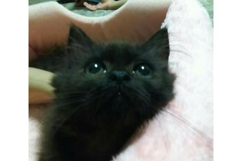 成約済の愛知県のマンチカン-2458の1枚目