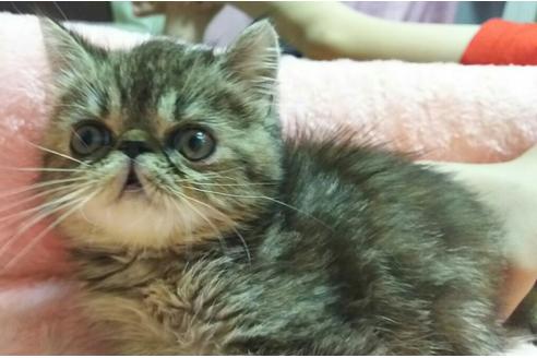 成約済の愛知県のエキゾチックショートヘア-2424の5枚目