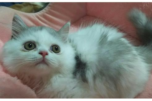 成約済の愛知県のペルシャ-2381の4枚目