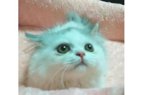 成約済の愛知県のペルシャ-2381の3枚目