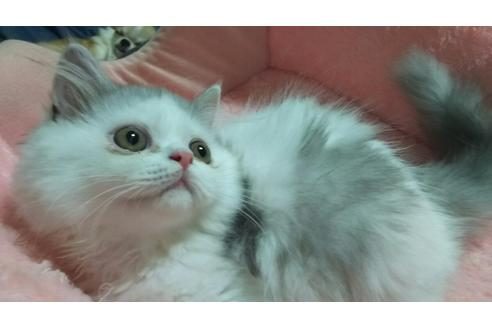 成約済の愛知県のペルシャ-2381の2枚目