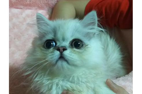 成約済の愛知県のペルシャ(チンチラ)-2460の4枚目