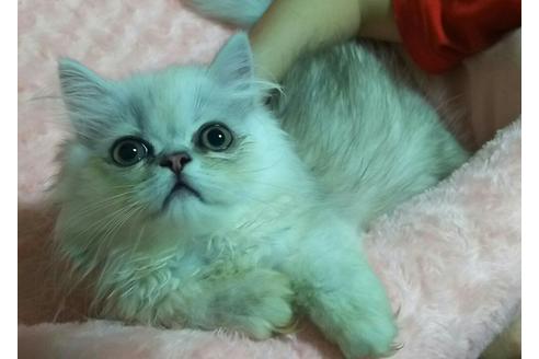 成約済の愛知県のペルシャ(チンチラ)-2460の3枚目