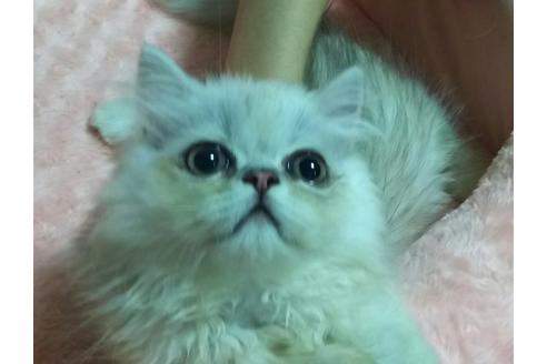 成約済の愛知県のペルシャ(チンチラ)-2460の2枚目