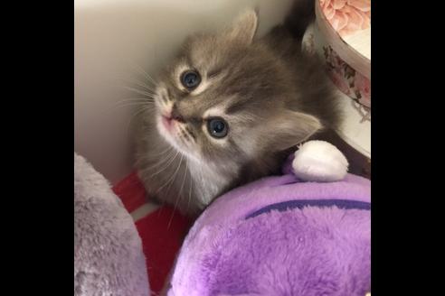 成約済の大阪府のマンチカン-2478の4枚目