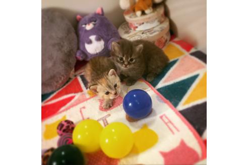 成約済の大阪府のマンチカン-2478の3枚目