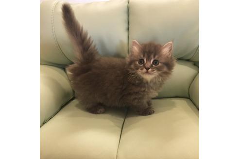 成約済の大阪府のマンチカン-2478の2枚目