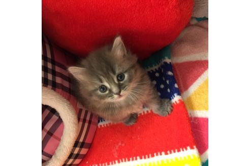 成約済の大阪府のマンチカン-2478の1枚目