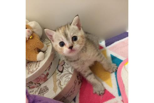 成約済の大阪府のマンチカン-2479の5枚目