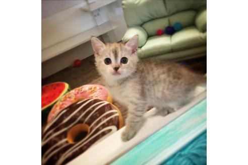 成約済の大阪府のマンチカン-2479の4枚目