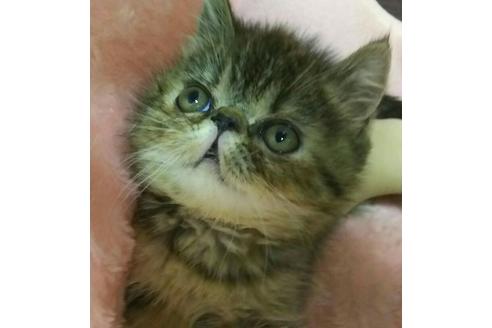 成約済の愛知県のエキゾチックショートヘア-2424の4枚目