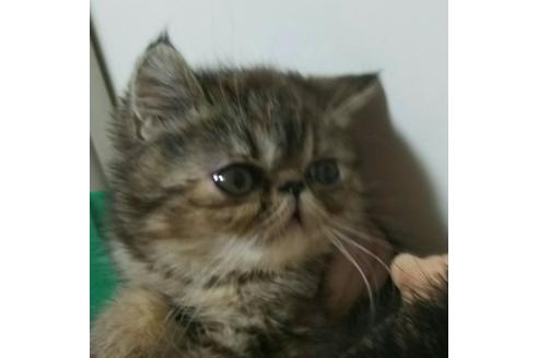 成約済の愛知県のエキゾチックショートヘア-2424の3枚目