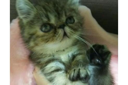 成約済の愛知県のエキゾチックショートヘア-2424の1枚目