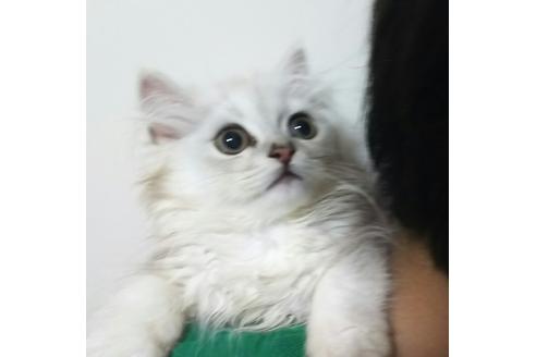 成約済の愛知県のペルシャ(チンチラ)-2382の5枚目