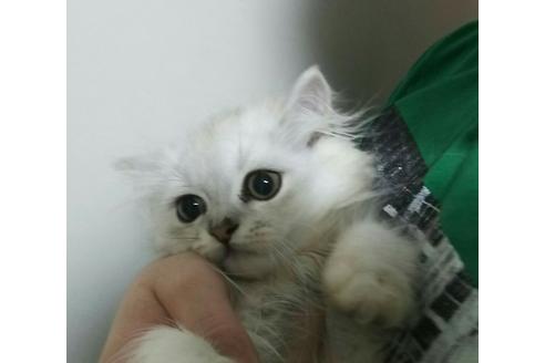 成約済の愛知県のペルシャ(チンチラ)-2382の4枚目