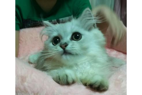 成約済の愛知県のペルシャ(チンチラ)-2382の3枚目