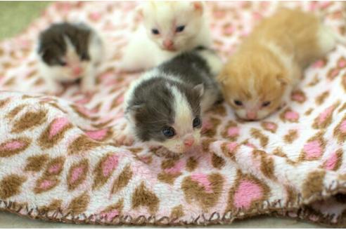 成約済の岐阜県のスコティッシュフォールド-2443の2枚目