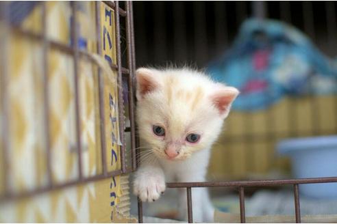 成約済の岐阜県のスコティッシュフォールド-2443の1枚目