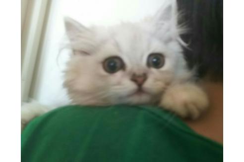 成約済の愛知県のペルシャ(チンチラ)-2382の2枚目