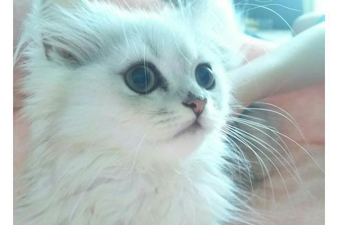 成約済の愛知県のペルシャ(チンチラ)-2382の1枚目