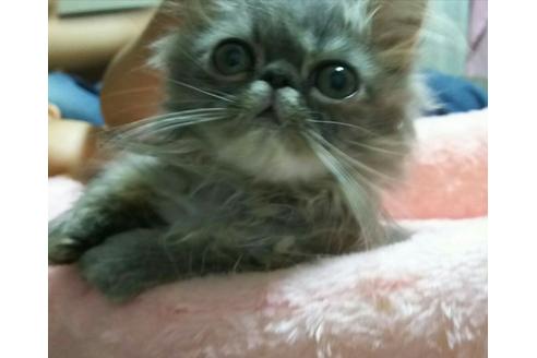 成約済の愛知県のペルシャ-2459の5枚目