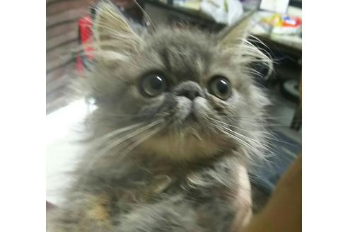 成約済の愛知県のペルシャ-2459の2枚目