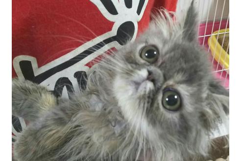 成約済の愛知県のペルシャ-2459の1枚目