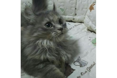 成約済の愛知県のマンチカン-2527の5枚目