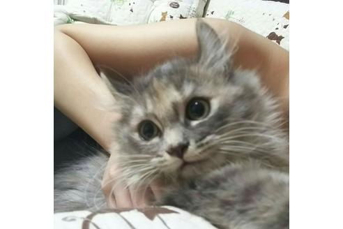 成約済の愛知県のマンチカン-2527の4枚目