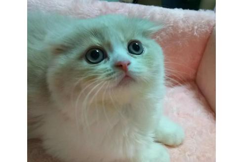 成約済の愛知県のスコティッシュフォールド-2585の4枚目