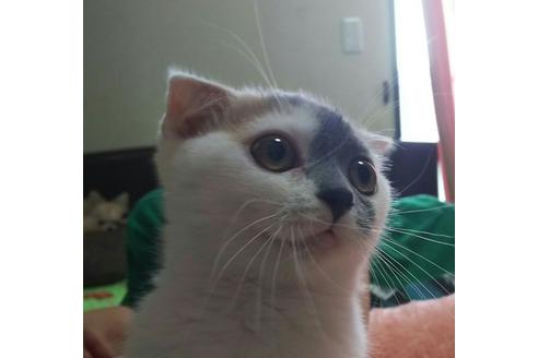 成約済の愛知県のスコティッシュフォールド-2423の3枚目