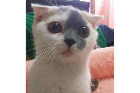 成約済の愛知県のスコティッシュフォールド-2423の1枚目