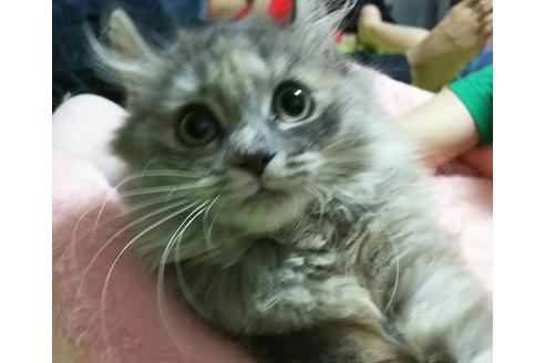 成約済の愛知県のマンチカン-2527の3枚目