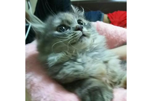 成約済の愛知県のマンチカン-2527の2枚目