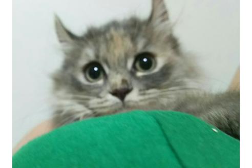 成約済の愛知県のマンチカン-2527の1枚目