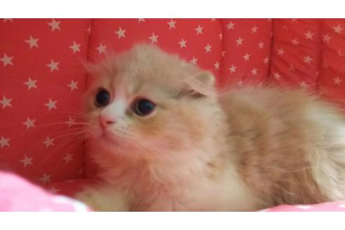 成約済の愛知県のスコティッシュフォールド-2585の1枚目