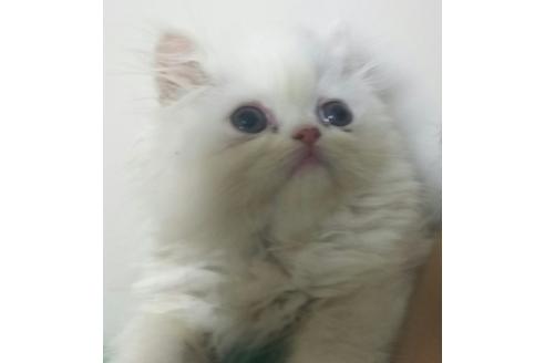 成約済の愛知県のペルシャ-2628の5枚目