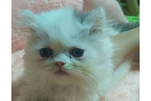 成約済の愛知県のペルシャ-2628の4枚目