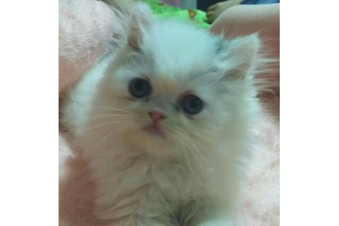 成約済の愛知県のペルシャ-2628の3枚目