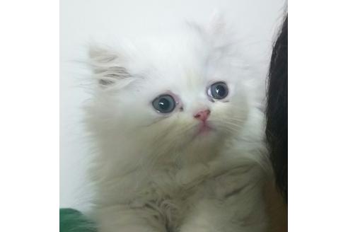 成約済の愛知県のペルシャ-2628の1枚目