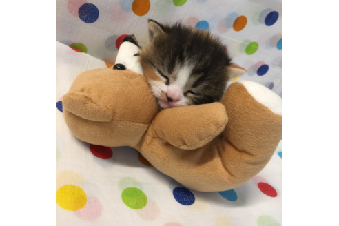 成約済の大阪府のマンチカン-2669の5枚目