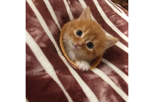 成約済の大阪府のマンチカン-2670の5枚目