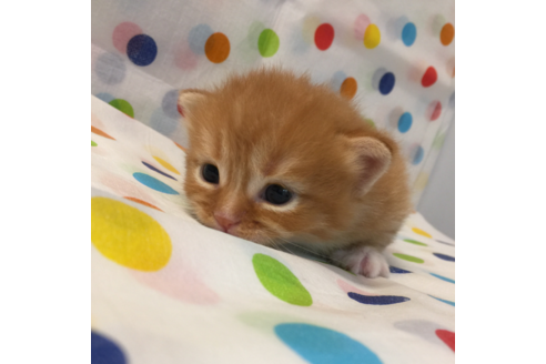 成約済の大阪府のマンチカン-2670の4枚目