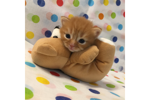 成約済の大阪府のマンチカン-2670の3枚目